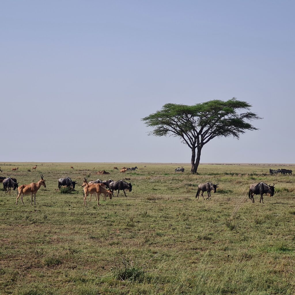 Zèbres et gnous dans la savane près d'un acacias pendant un safari en Tanzanie.