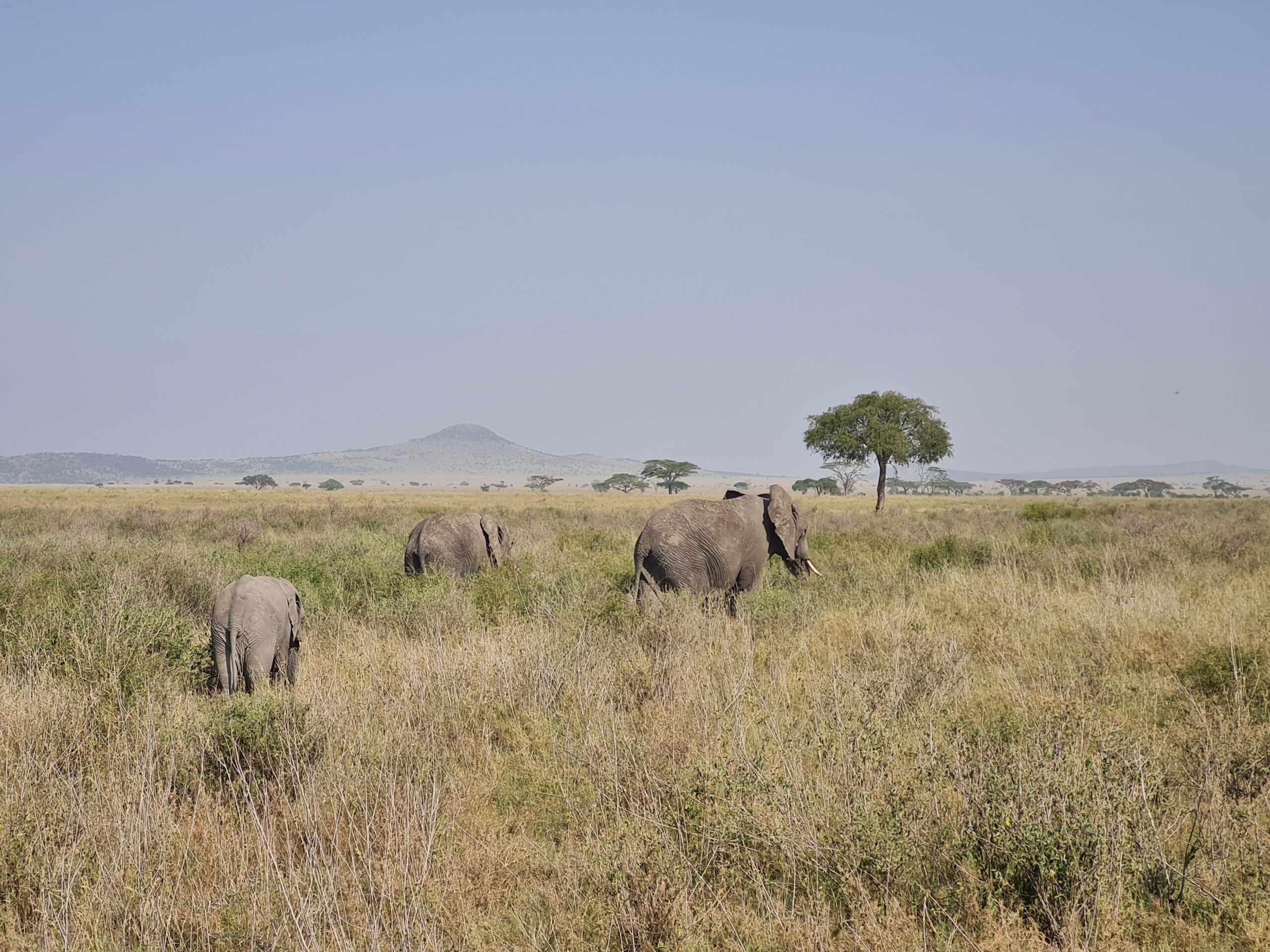 Trois éléphants dont deux bébé dans la savane lors d'un voyage safari dans le parc de Serengeti en Tanzanie.