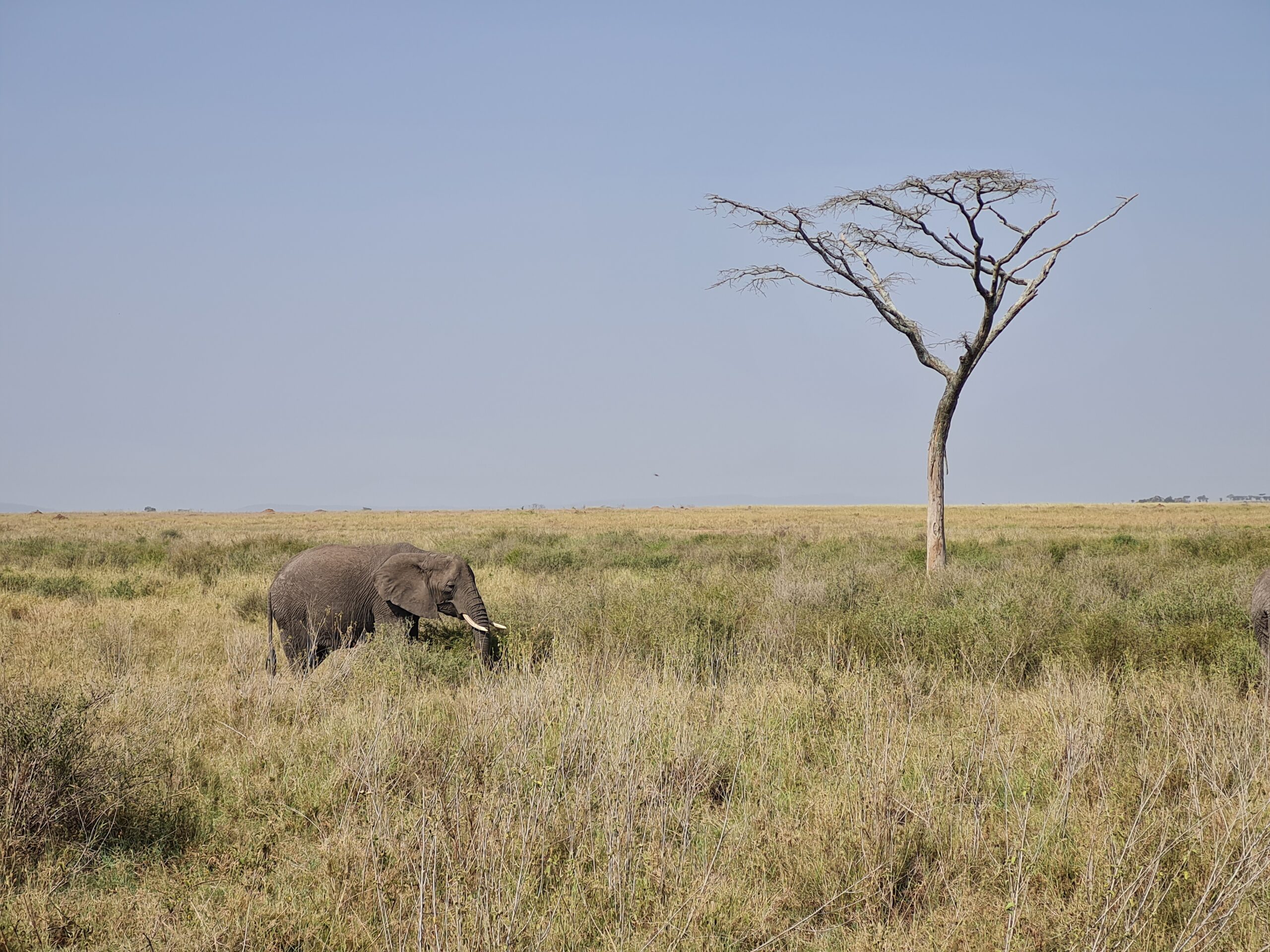 Eléphant dans la savane dans le parc de Serengeti en Tanzanie.