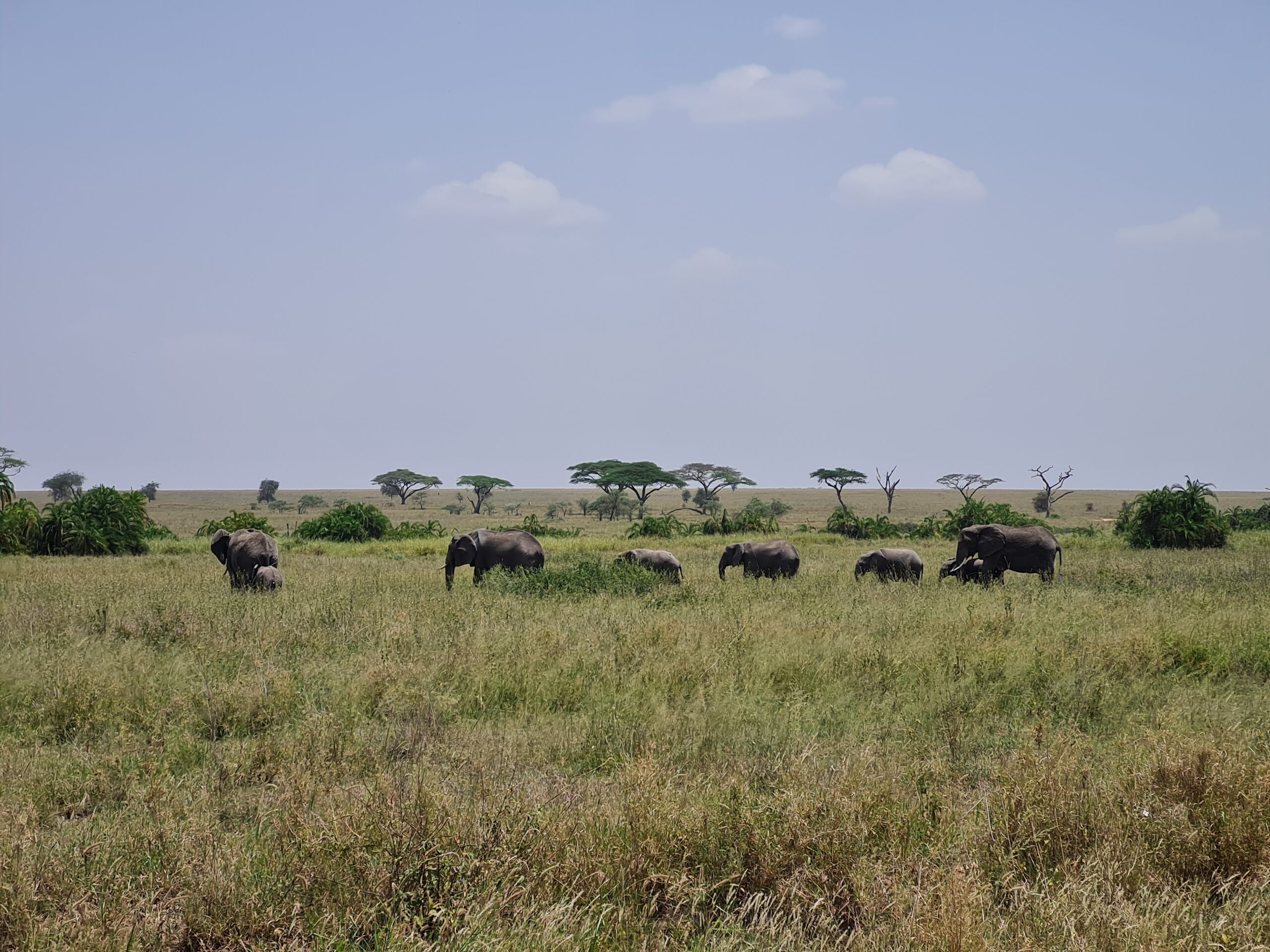 Troupeau d'éléphant en famille avec bébés et mamans, alignés dans la savane dans le parc de Serengeti en Tanzanie.