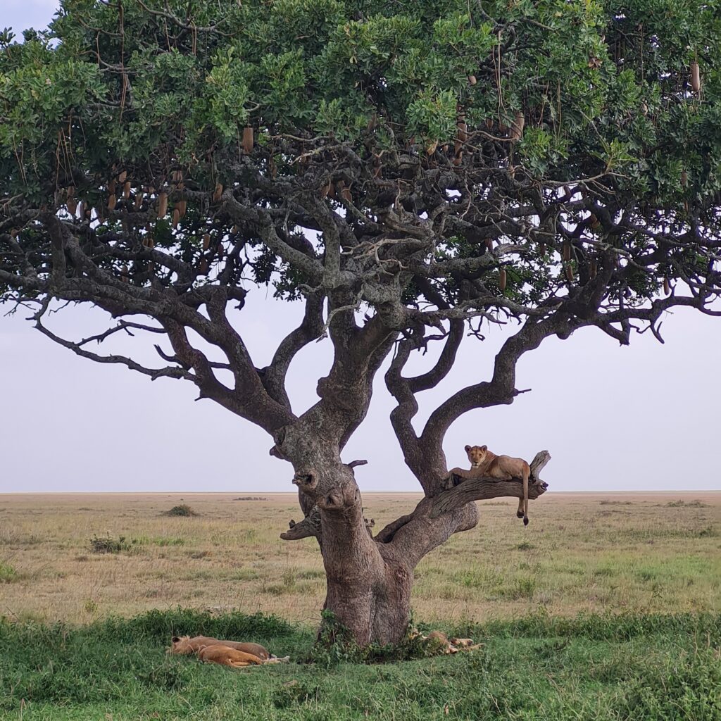 Famille de lions sur un acacias dans le parc de Serengeti lors d'un safari en Tanzanie.