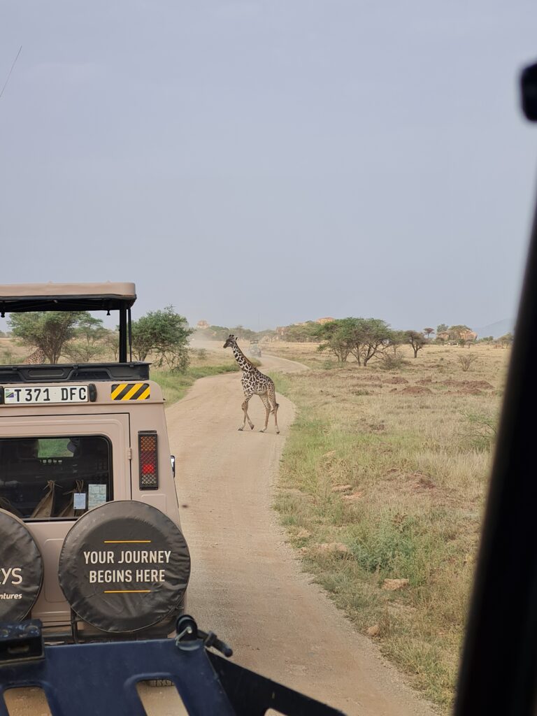 Un girafe et deux Jeep sur une route du parc de Serengeti pendant un safari en Tanzanie.