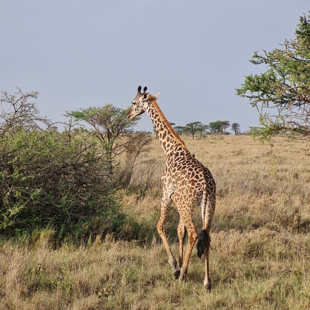 Une girafe au soleil dans le parc de serengeti lors d'un safari en Tanzanie.