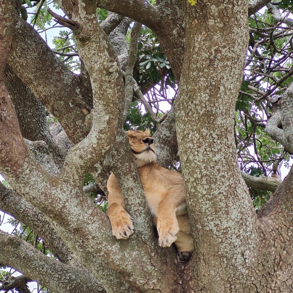 Lionne endormie sur un arbre pendant un safari dans le parc national du Serengeti en Tanzanie.