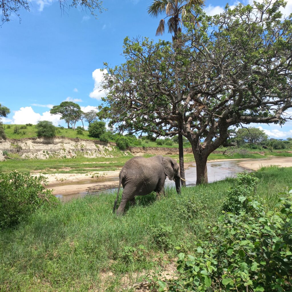 Un éléphant au bord de la rivière pendant un safari dans le parc national de Tarangire​ en Tanzanie.