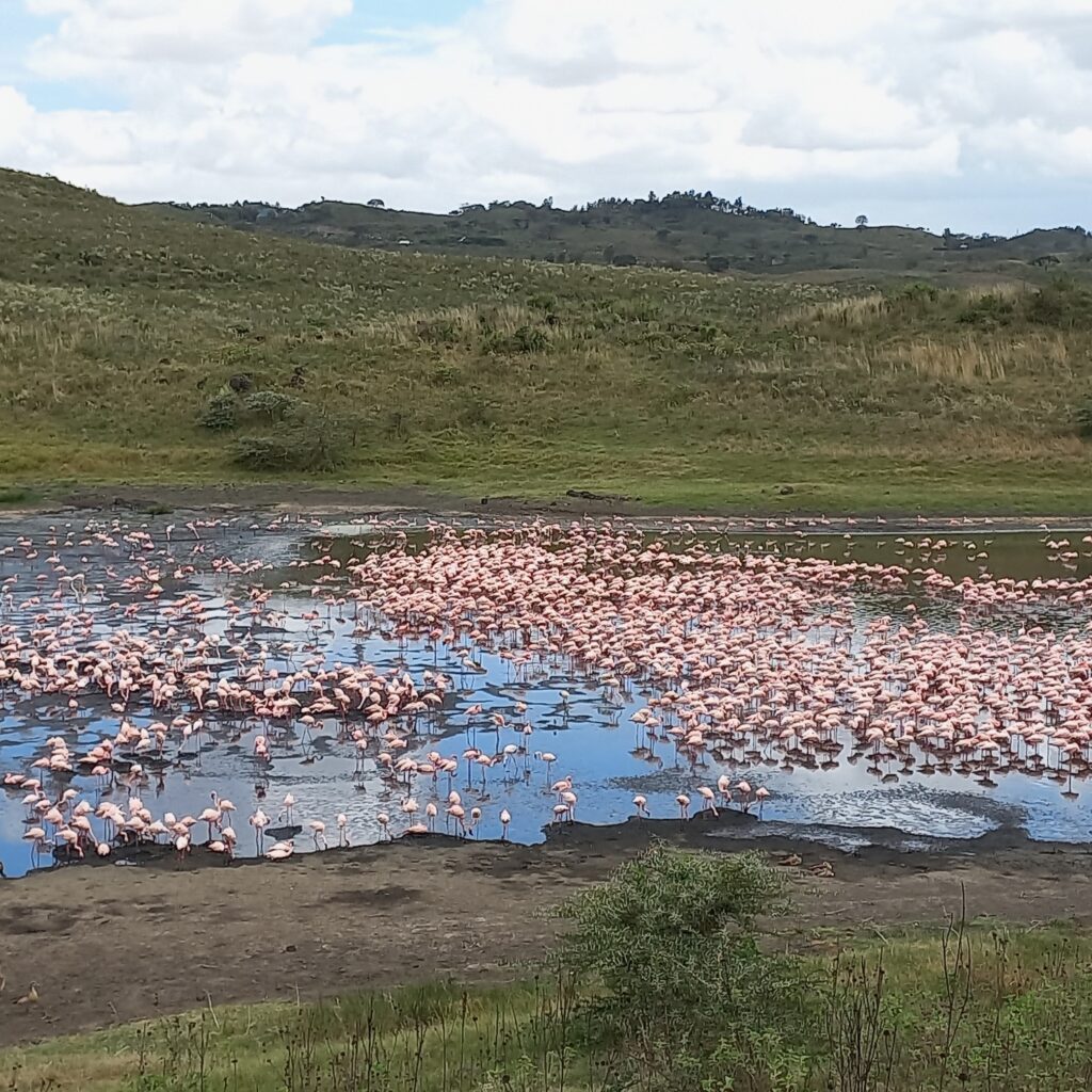 Flamants roses sur un lac dans le parc national d'Arusha​ en Tanzanie.