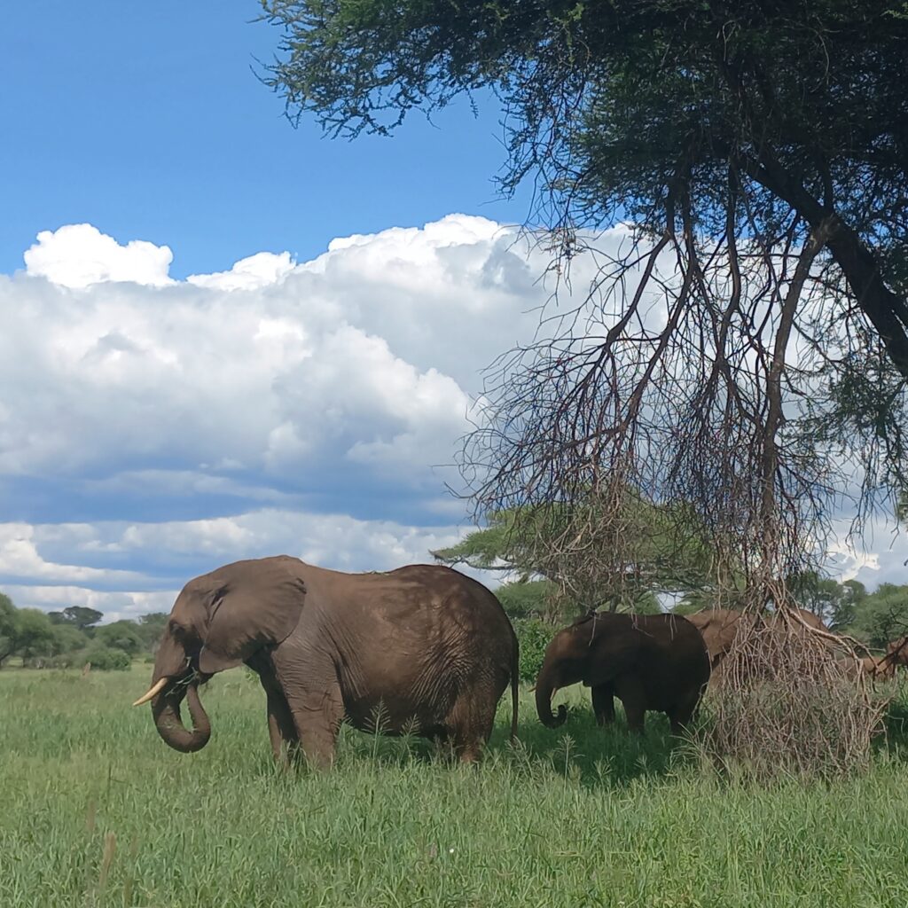 Deux éléphants dans le parc du Tarangire en Tanzanie.